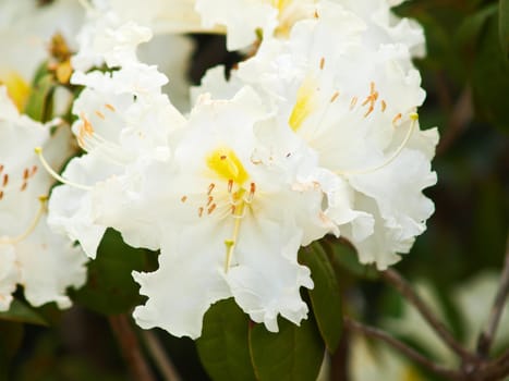 White rhododendron in nature in Doi Inthanon in Chiang Mai, Thailand