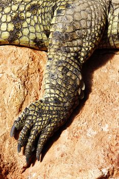 foot of a crocodile resting on a rock