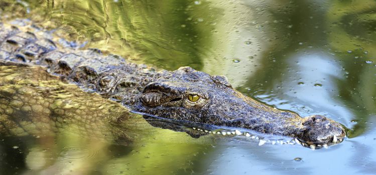 eye of crocodile swimming in a lake