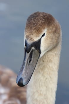 Cygnet