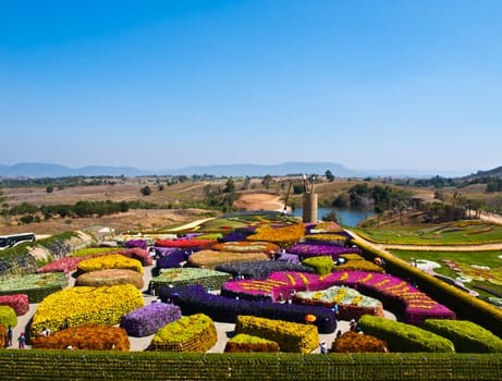 Beautiful garden of colorful flowers in summer on blue sky - Thailand