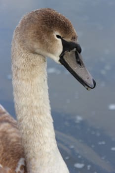 Cygnet