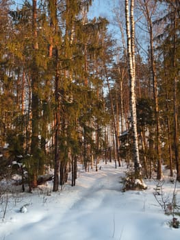 Winter forest on sunset with blue sky
