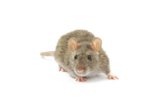 rat isolated on white background