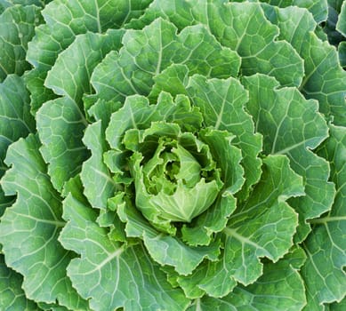 close up of lettuce background