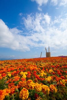 summer field of red flower on a background blue sky