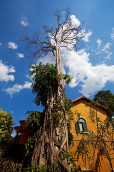 Italy house style covered with grapes vine