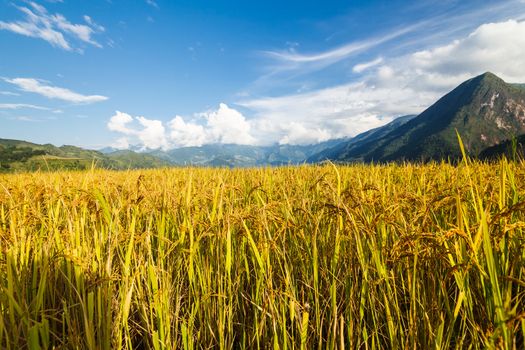 Rice terraces in the mountains in Sapa, Vietnam