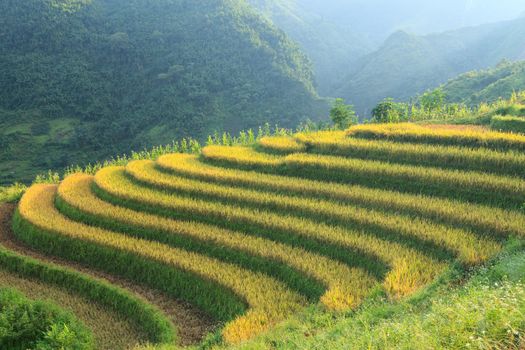 Rice terraces in the mountains in Sapa, Vietnam