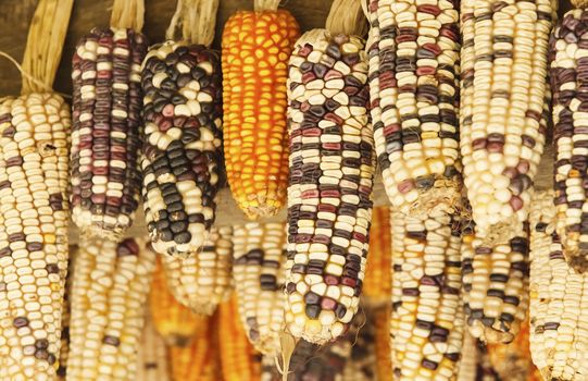 Beautiful  ear of corn in Sapa, Vietnam