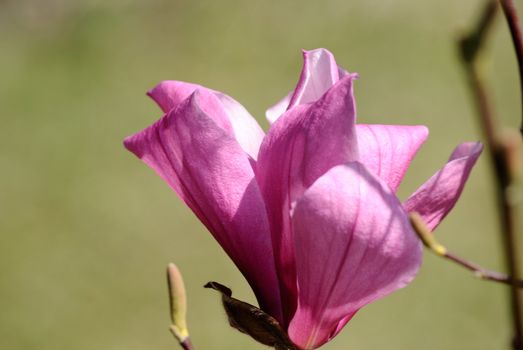 A macro shoot of a magnolia flower