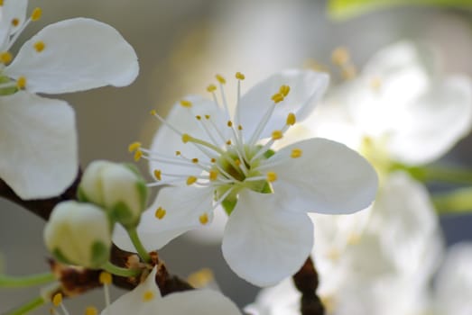 a macro of a white  flower