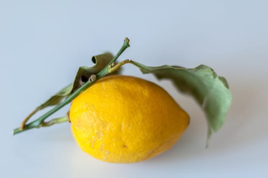Fresh lemon with leaves on white background