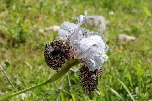 iris flower leopard coloring, growing only in the lower Galilee, Israel