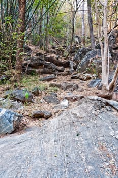 Park and rock in wild nature