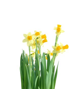 Daffodil flowers isolated on white background with clipping path
