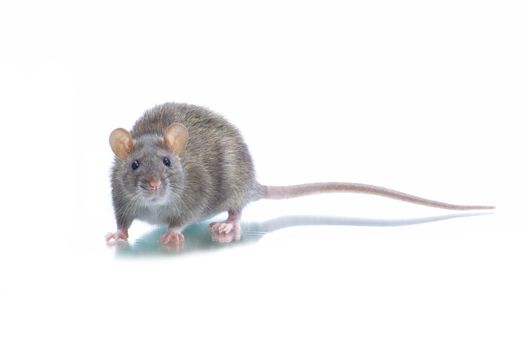 rat isolated on white background