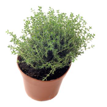 thyme in pot in front of white background