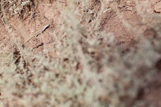 lizard in the desert