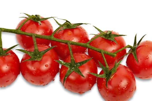 Cherry tomatoes on vine with water drops isolated on white background with light shadow.