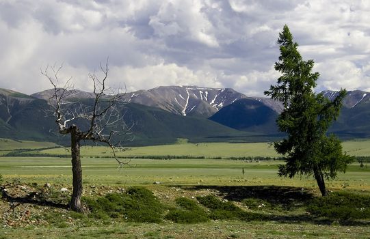Bare dead tree and green pine on meadow near mountains