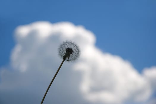 Beautiful dandelion on blue sky background