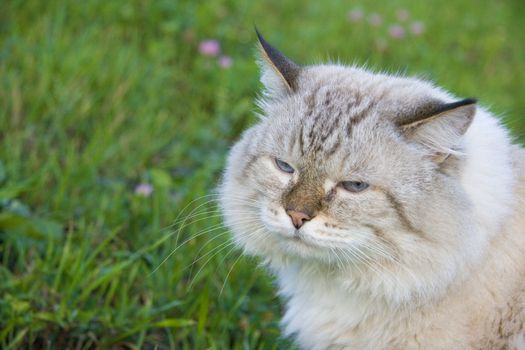 Beautiful white cat relaxing in the garden