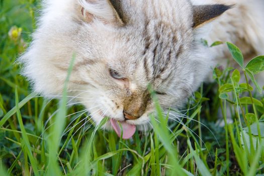 Beautiful white cat eating grass in the garden