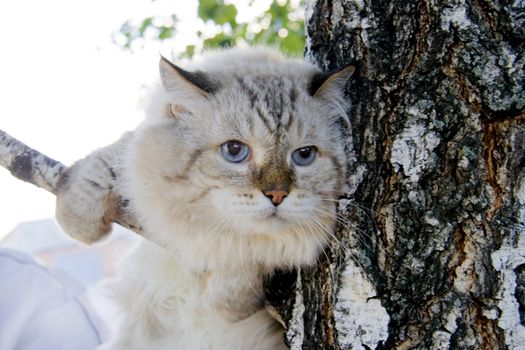 Frightened cat on the twig of tree