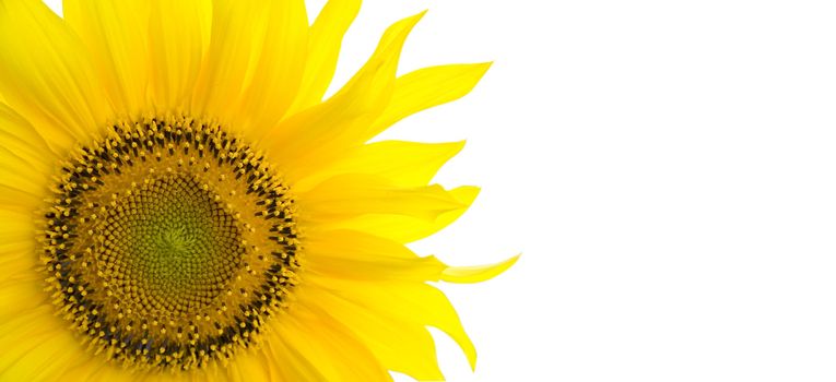 Sunflower background with place for your text