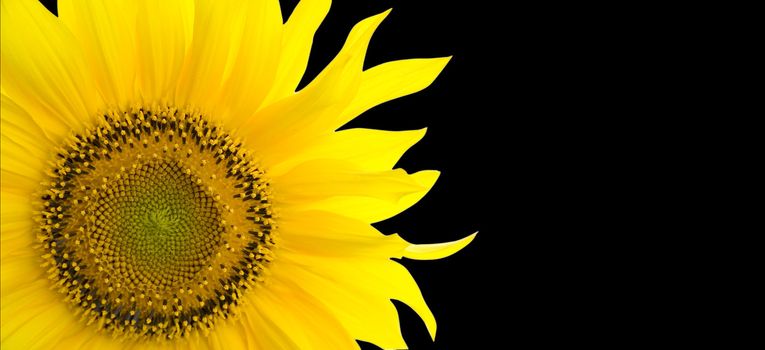 Sunflower background with place for your text