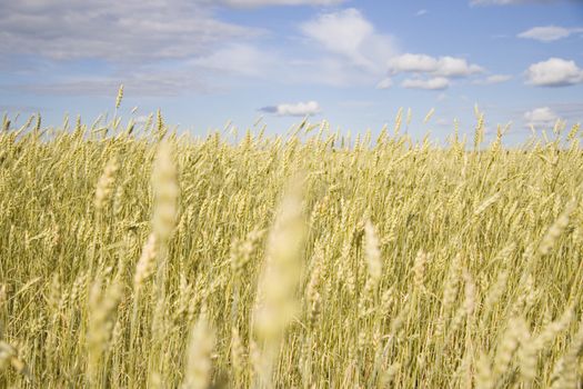 Wheat field golden and blue sky