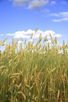 Wheat field golden and blue sky