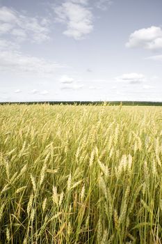 Wheat field golden and grey sky