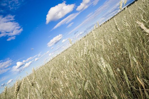 Wheat field golden and blue sky