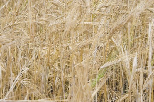 Golden ears of wheat