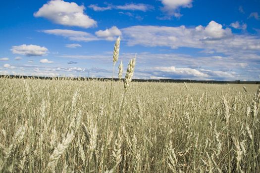 Wheat field golden and blue sky