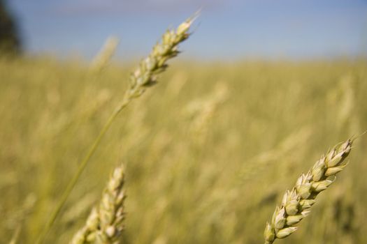 Wheat field golden and blue sky