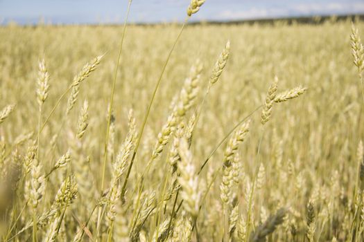 Wheat field golden and blue sky