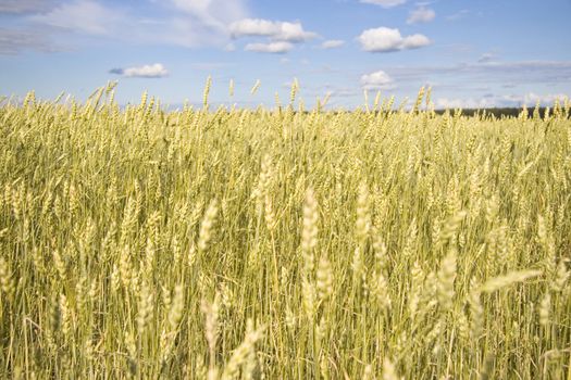 Wheat field golden and blue sky