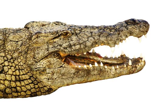 dangerous alligator with big mouth