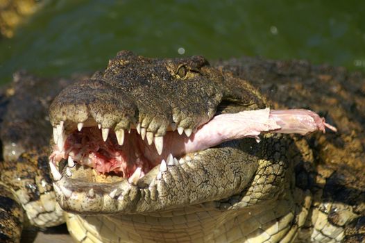 Alligator hunting in the rivers of Africa