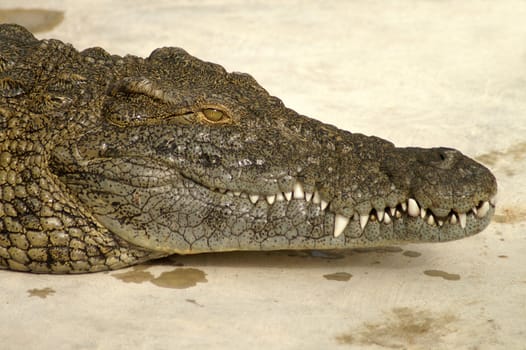 dangerous alligator with closed scale