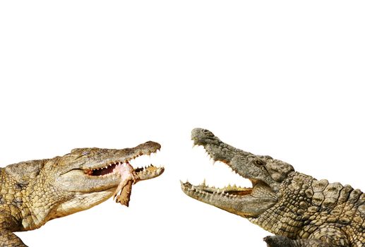 hungry alligators with open mouth