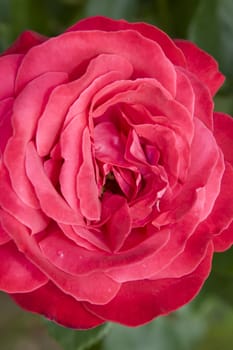 a beautiful red irish garden rose