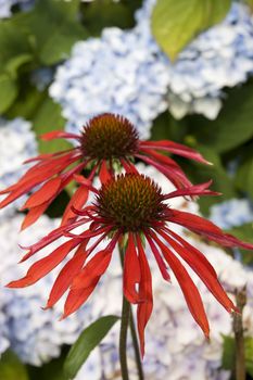 beautiful red star shaped flower