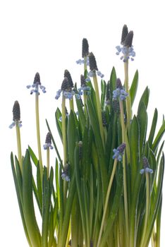 Spring Flowers taken on a white background.