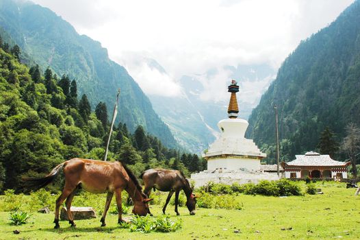 Landscape of a white stupa in Shangrila