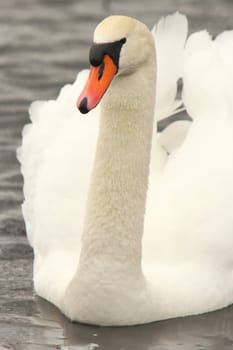 mute swan