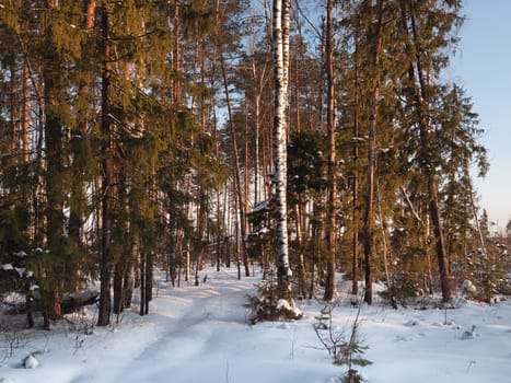 Forest on winter sunset with blue sky